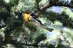 Setophaga fusca
