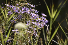 Galatella angustissima