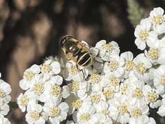 Eristalis hirta