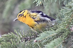 Setophaga fusca