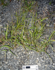 Eragrostis