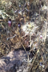 Porophyllum linaria