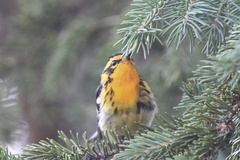 Setophaga fusca