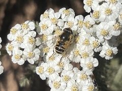 Eristalis hirta