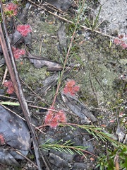 Drosera aberrans