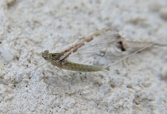 Ephemeroptera