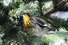 Setophaga fusca