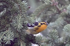 Setophaga fusca