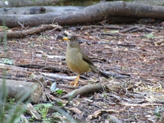 Turdus falcklandii magellanicus