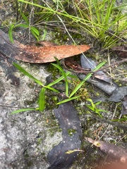 Chamaescilla corymbosa