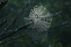 Araneidae