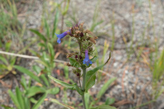 Penstemon gormanii