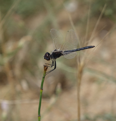 Selysiothemis nigra