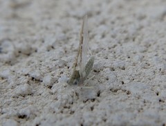 Ephemeroptera
