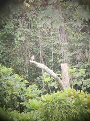 Rupornis magnirostris