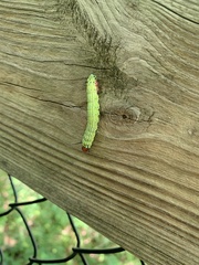 Dryocampa rubicunda