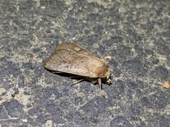 Xestia xanthographa