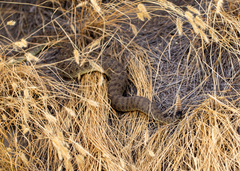 Crotalus viridis