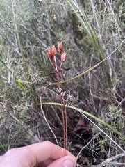 Burchardia umbellata