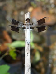 Plathemis lydia