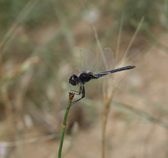 Selysiothemis nigra