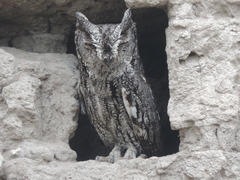 Megascops kennicottii