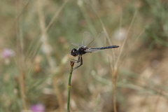 Selysiothemis nigra