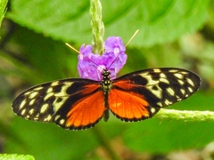 Heliconius hecale
