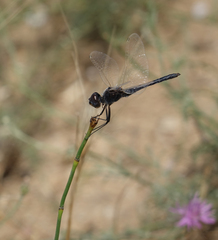 Selysiothemis nigra