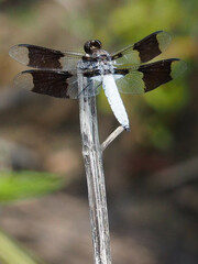 Plathemis lydia