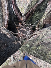 Eucalyptus obliqua