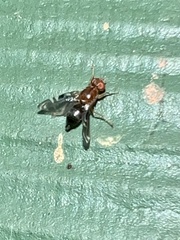Parastenopa limata