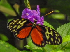 Heliconius hecale