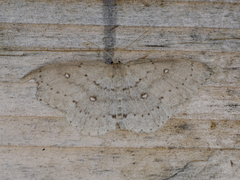 Cyclophora pendulinaria