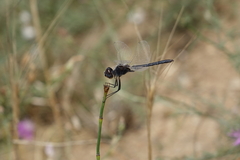Selysiothemis nigra