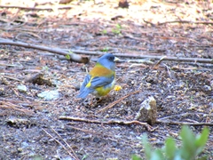 Phrygilus patagonicus