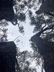 Eucalyptus obliqua
