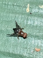 Parastenopa limata