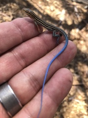 Aspidoscelis hyperythrus