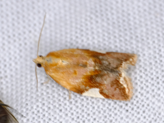 Clepsis persicana