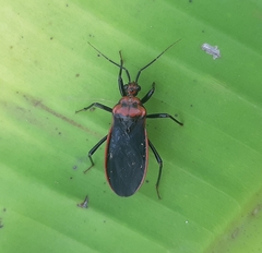 Rhiginia cinctiventris
