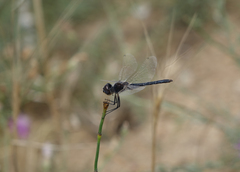 Selysiothemis nigra