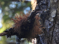 Sphaerophorus venerabilis