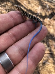 Aspidoscelis hyperythrus