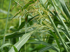 Sorghum halepense