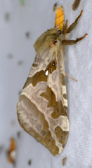 Sthenopis purpurascens