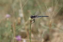 Selysiothemis nigra