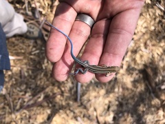 Aspidoscelis hyperythrus