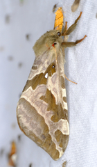 Sthenopis purpurascens