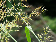 Sorghum halepense